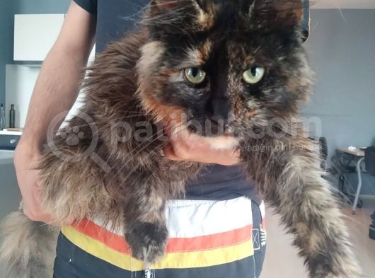 Safkan Maine Coon Dişi 7 Aylık