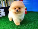 Irk Ve Sağlık Garantili Pomeranian Boo Yavrularımız