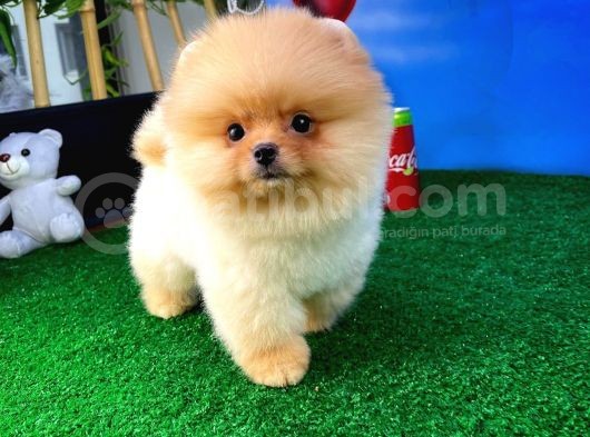 Irk Ve Sağlık Garantili Pomeranian Boo Yavrularımız görsel