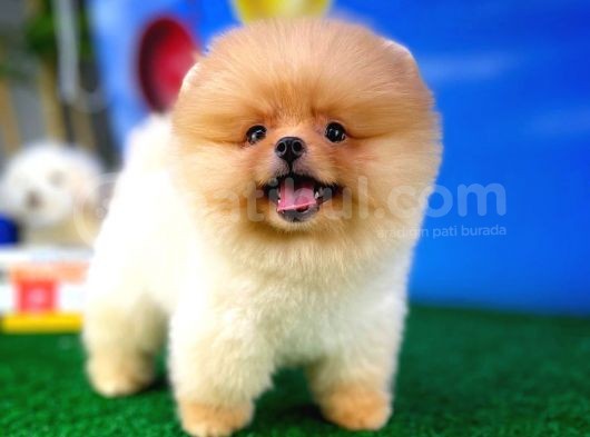 Irk Ve Sağlık Garantili Pomeranian Boo Yavrularımız görsel