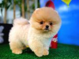 Irk Ve Sağlık Garantili Pomeranian Boo Yavrularımız