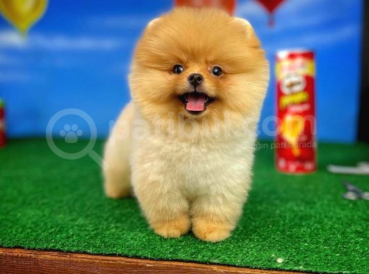 Irk Ve Sağlık Garantili Pomeranian Boo Yavrularımız