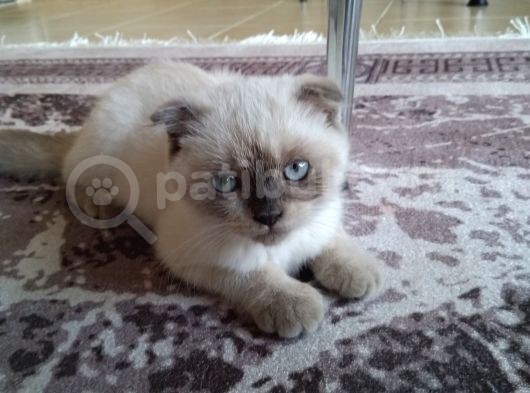 3,5 Aylık Kedimiz görsel