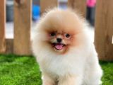 Teddy Bear Pomeranian Boo Bebekler