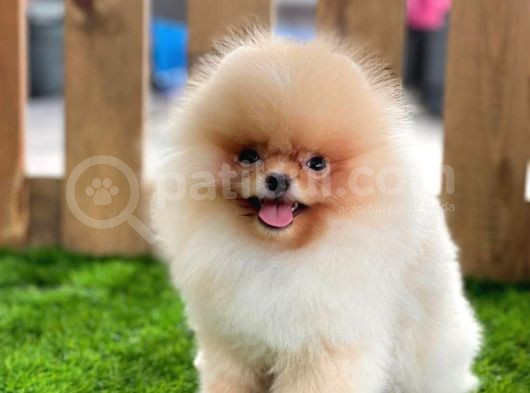 Teddy Bear Pomeranian Boo Bebekler görsel