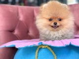 Teddy Bear Pomeranian Boo Bebekler