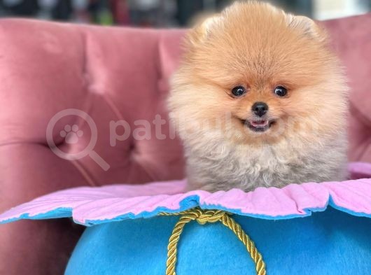 Teddy Bear Pomeranian Boo Bebekler görsel
