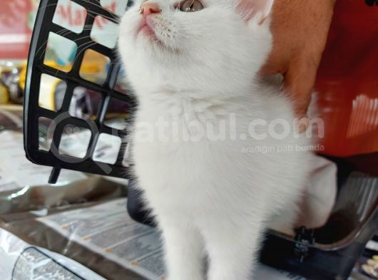 Irk Ve Sağlık Garantili Kedilerimiz Mevcut görsel