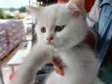 Irk Ve Sağlık Garantili Kedilerimiz Mevcut