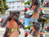 Irk ve Sağlık Garantili Kedilerimiz Mevcut