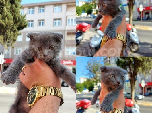 Irk Ve Sağlık Garantili Kedilerimiz Mevcut
