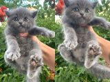 Sağlık ve Irk Garantili British Yavrular