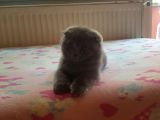 Scottish Fold & Scottish Straight