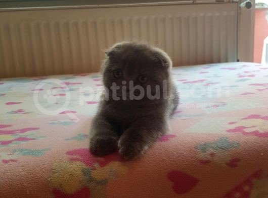 Scottish Fold & Scottish Straight görsel