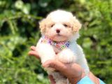 Yavru Maltese Terrier