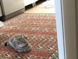 British Shorthair Silver Tabby 1 Yaşında Dişi Kısırlaştırılmış