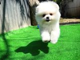 Gülen Surat Pomeranian Boo Oğlumuz Mike