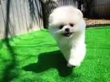 Gülen Surat Pomeranian Boo Oğlumuz Mike