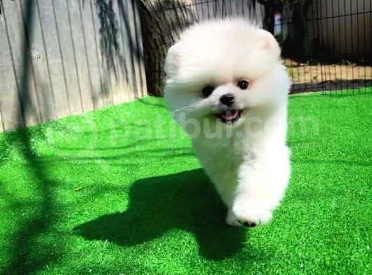 Gülen Surat Pomeranian Boo Oğlumuz Mike görsel