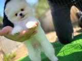 Gülen Surat Pomeranian Boo Oğlumuz Mike