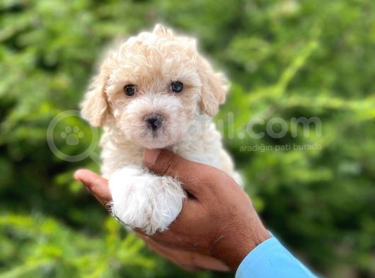 Tatli Maltese Terri̇er