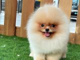 Teddy Bear Pomeranian Boo Bebekler