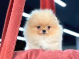 Teacup Pomeranian Boo Bebekler