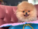 Teddy Bear Pomeranian Boo Bebekler
