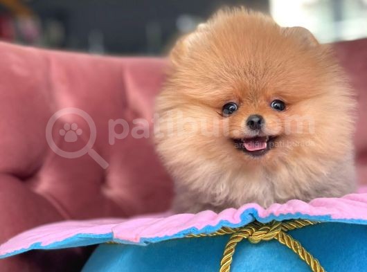 Teddy Bear Pomeranian Boo Bebekler