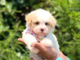 Yavru Maltese Terrier
