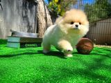 Çocuklarla Anlaşabilen Irk Pomeranian Yavrularımız