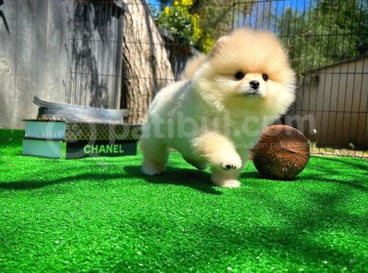 Çocuklarla Anlaşabilen Irk Pomeranian Yavrularımız görsel