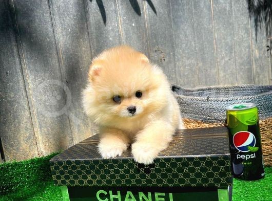 Çocuklarla Anlaşabilen Irk Pomeranian Yavrularımız görsel