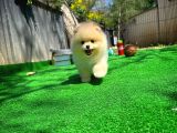 Çocuklarla Anlaşabilen Irk Pomeranian Yavrularımız