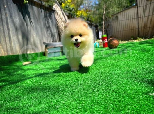 Çocuklarla Anlaşabilen Irk Pomeranian Yavrularımız görsel