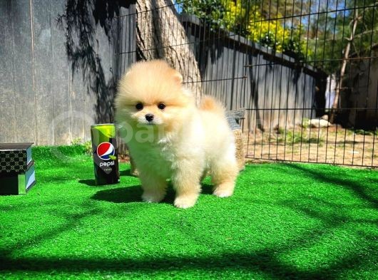 Çocuklarla Anlaşabilen Irk Pomeranian Yavrularımız görsel
