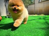 Tüy Dökülmesi Az Olan Pomeranian Yavrularımız