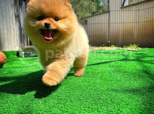 Tüy Dökülmesi Az Olan Pomeranian Yavrularımız görsel