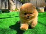 Tüy Dökülmesi Az Olan Pomeranian Yavrularımız