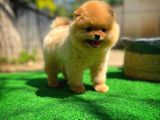 Tüy Dökülmesi Az Olan Pomeranian Yavrularımız