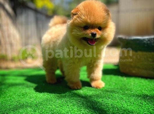 Tüy Dökülmesi Az Olan Pomeranian Yavrularımız