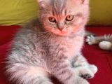 British Shorthair Blue Golden Özel Renk Erkek Yavrular