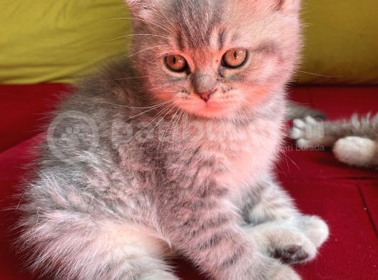 British Shorthair Blue Golden Özel Renk Erkek Yavrular görsel