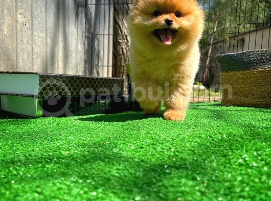Tüy Dökülmesi Az Olan Pomeranian Yavrularımız görsel