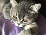 British Shorthair Silver Tabby 1 Yaşında Dişi Kısırlaştırılmış