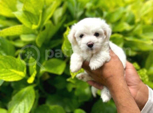 Sevimli Maltese Terrier