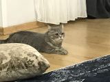 British Shorthair Silver Tabby 1 Yaşında Dişi Kısırlaştırılmış