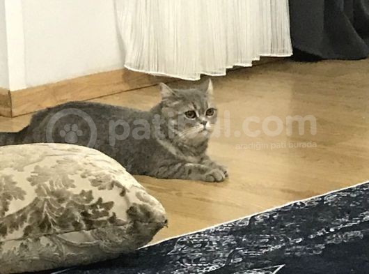 British Shorthair Silver Tabby 1 Yaşında Dişi Kısırlaştırılmış görsel