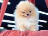 Teacup Pomeranian Boo Bebekler