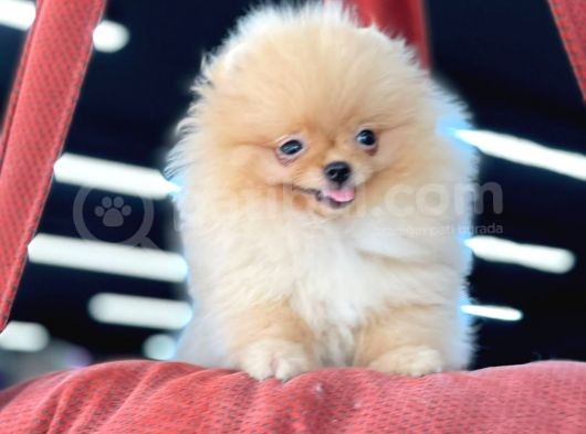Teacup Pomeranian Boo Bebekler görsel